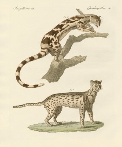 Wild Animals by German School