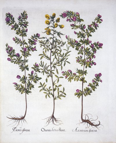 Yellow Rest-Harrow, Pink Rest-Harrow and Pink Thorny Rest-Harrow, from Hortus Eystettensis, by Basil Besler, pub. 1613 (hand-coloured engraving) by German School