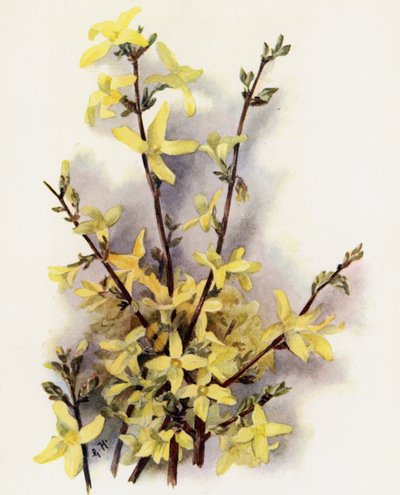 Forsythia Suspensa by Gertrude Hamilton
