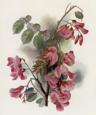 Robinia Hispida by Gertrude Hamilton
