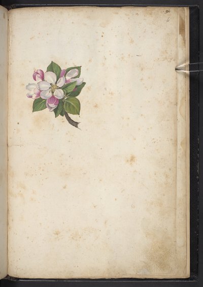Blossom, from 