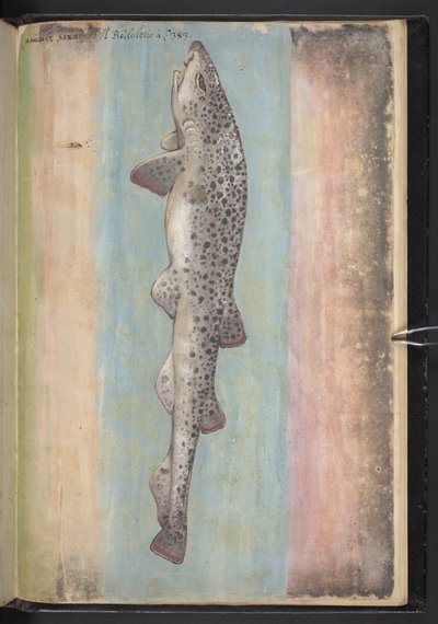 Fish, from 