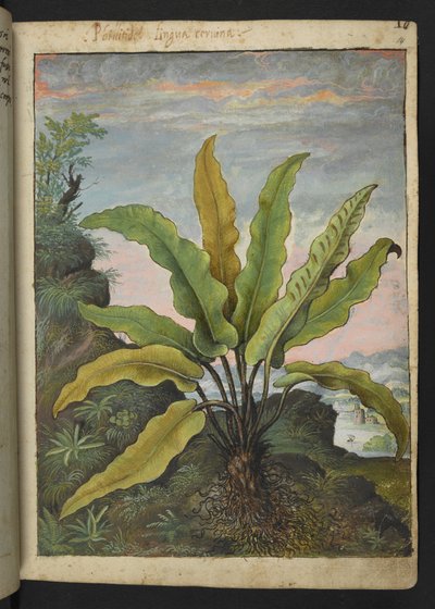 Asplenium scolopendrium, from 