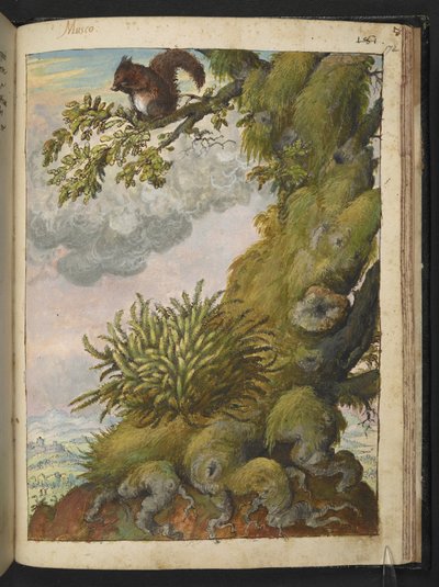 Bryophyte (moss) and a squirrel sitting on the branch of a tree, from 