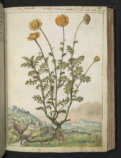 Cota tinctoria, from "Paintings of Flora of the Roman States" by Gherardo Cibo by Gherardo Cibo