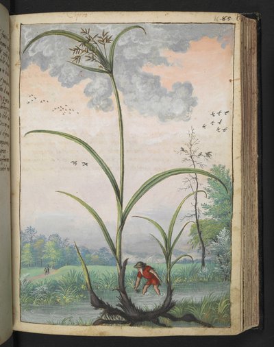 Cyperus serotinus, from Paintings of Flora of the Roman States by Gherardo Cibo by Gherardo Cibo