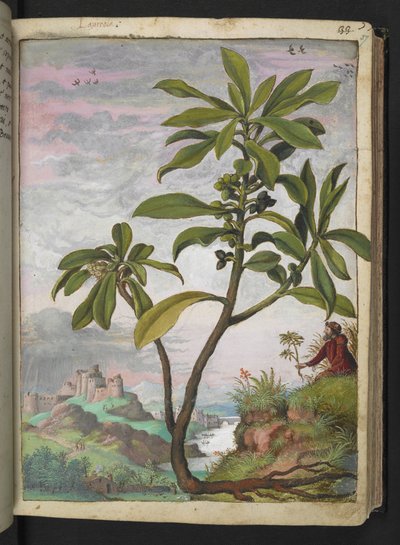 Daphne laureola, from Paintings of Flora of the Roman States by Gherardo Cibo by Gherardo Cibo