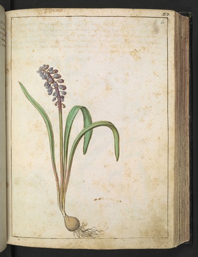 Hyacinthus, from Paintings of Flora of the Roman States by Gherardo Cibo by Gherardo Cibo