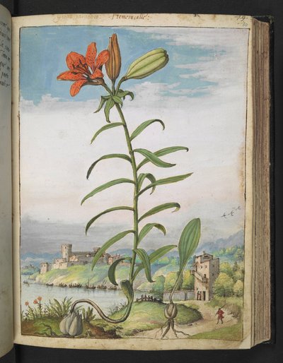 Lilium bulbiferum: A plant with red petals, from 