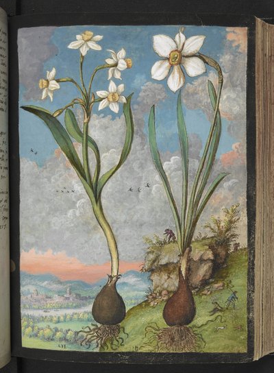 Narcissus tazetta and Narcissus poeticus: Plants with white petals, from 