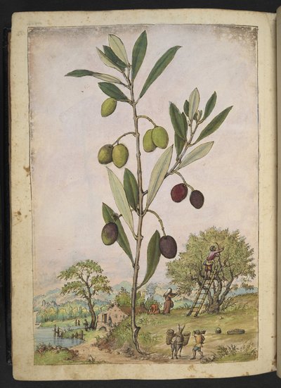 Olea europaea (Olive tree), from 