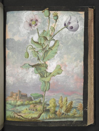 Papaver somniferum: A plant with white petals, from 