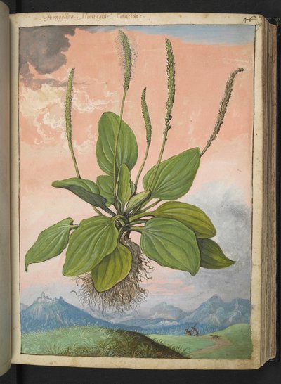 Plantago major, from 