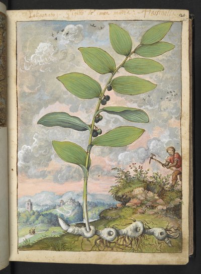 Polygonatum odoratum, from 