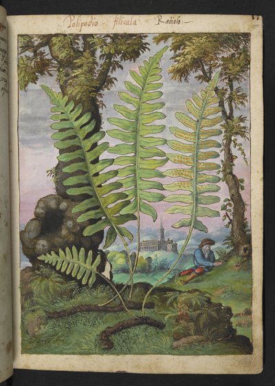 Polypodium, from Paintings of Flora of the Roman States by Gherardo Cibo by Gherardo Cibo