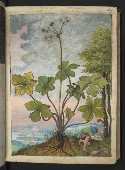 Sanicula europaea and a man examining the base of a tree, from "Paintings of Flora of the Roman States" by Gherardo Cibo by Gherardo Cibo