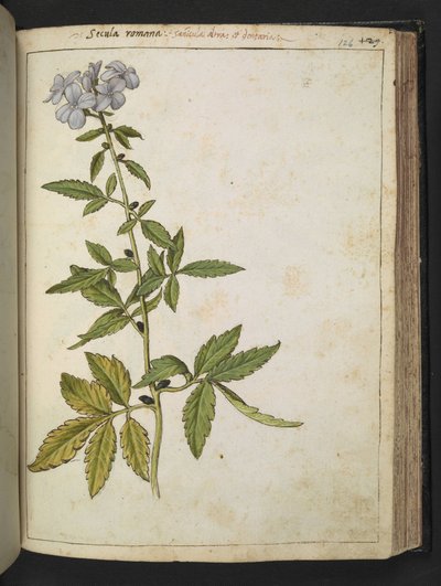 Sanicula, from 