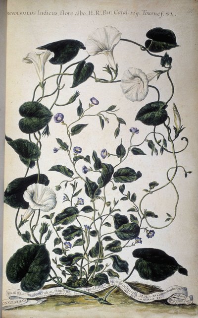 Botanical board: Varieties of bindweed. Convolvulus varieties. Giovanni Battista Morandi, Hortulus botanicus pictus sive collectio plantarum..., Volume I by Giovanni Battista Morandi