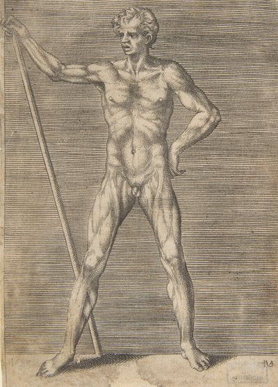 Flayed Man Seen from in Front, Holding a Stick by Giulio Bonasone