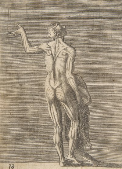 Flayed man with left hand on hip, holding skin in right hand, ca. 1531-76 by Giulio Bonasone