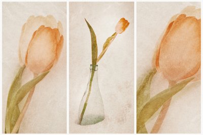 Delicate Tulip Still Life by Gustav Davidsson