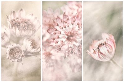 Dreamy Botanical Blushes by Gustav Davidsson