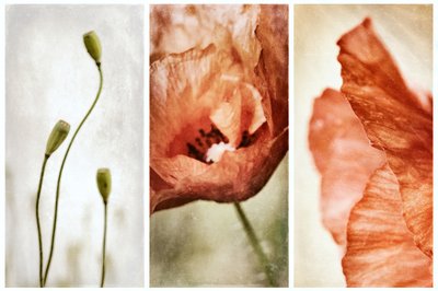 Earthy Poppy Triptych by Gustav Davidsson