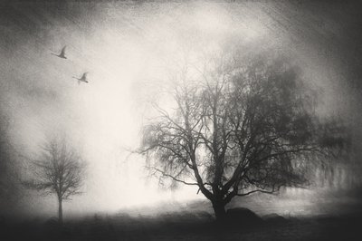 Misty Trees and Swans by Gustav Davidsson