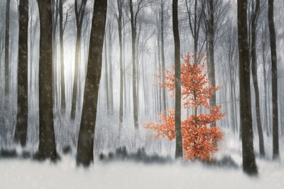 Orange Tree Winter Forest by Gustav Davidsson