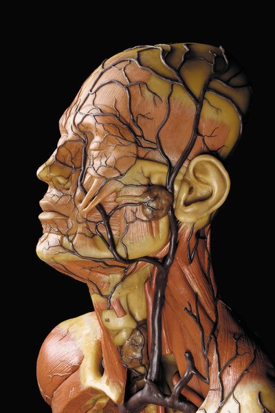 (Detail) of a Male Anatomical Ecorche Model, Displaying Muscles, Arteries and Veins, the Circulation and Nervous System by Gustav Zeiller