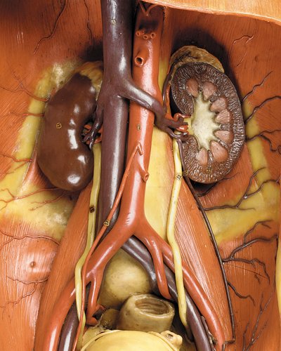 Detail of a male anatomical ecorche model, displaying muscles, arteries and veins, the circulation and nervous system by Gustav Zeiller