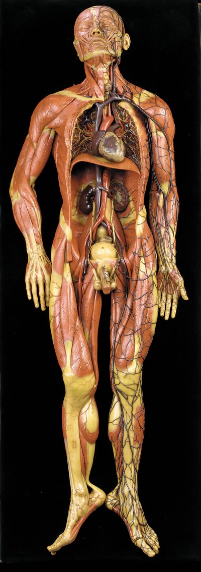 Male Anatomical Ecorche Model, Displaying Muscles, Arteries and Veins, the Circulation and Nervous System by Gustav Zeiller