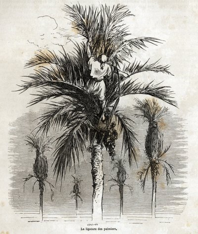 The ligation of the palm trees in Elche, with the aim of preserving the whiteness, in order to braid them, drawing by Gustave Dore, to illustrate his journey to Spain, in 1862, with Ch. Davillier. Engraving in Le tour du monde, edited by Edouard Charton by Gustave Dore