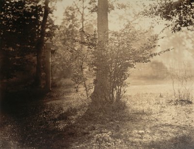 Tree Study, Forest of Fontainebleau by Gustave Le Gray