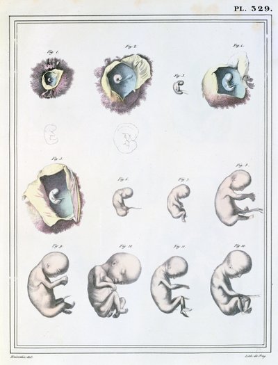 Diagram Showing the Stages of Embryonic Development, from 