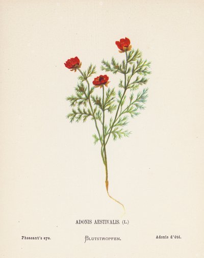 Wild Flowers of the Holy Land: Adonis Aestivalis; Pheasant