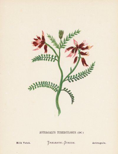 Wild Flowers of the Holy Land: Astragalus Tuberculosus; Milk Vetch by Hannah Zeller