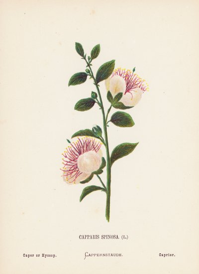 Wild Flowers of the Holy Land: Capparis Spinosa; Caper or Hyssop by Hannah Zeller