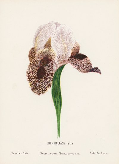 Wild Flowers of the Holy Land: Iris Susiana; Persian Iris by Hannah Zeller