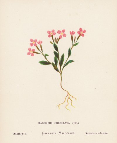 Wild Flowers of the Holy Land: Malcolmia Crenulata; Malcolmia by Hannah Zeller