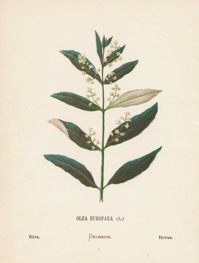 Wild Flowers of the Holy Land: Olea Europaea; Olive by Hannah Zeller