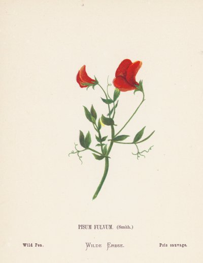 Wild Flowers of the Holy Land: Pisum Fulvum, Smith; Wild Pea by Hannah Zeller