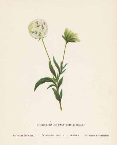 Wild Flowers of the Holy Land: Pterocephalus Palaestinus, Coult; Palestine Scabious by Hannah Zeller