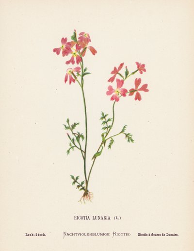 Wild Flowers of the Holy Land: Ricotia Lunaria; Rock-Stock by Hannah Zeller