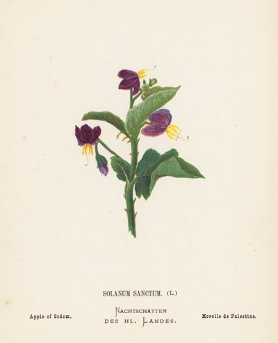 Wild Flowers of the Holy Land: Solanum Sanctum; Apple of Sodom by Hannah Zeller