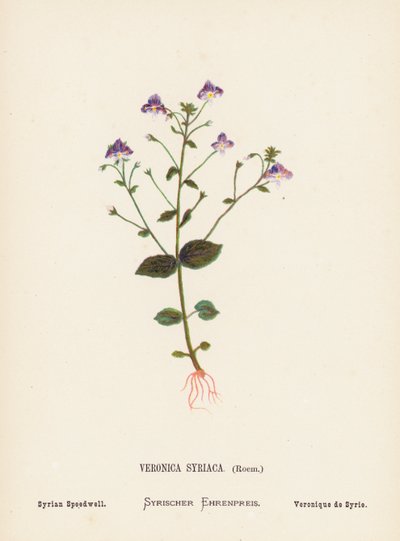 Wild Flowers of the Holy Land: Veronica Syriaca, Roem; Syrian Speedwell by Hannah Zeller
