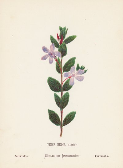 Wild Flowers of the Holy Land: Vinca Media, Link; Periwinkle by Hannah Zeller