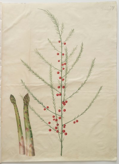 Asparagus officinalis from the album Gottorfer Codex by Hans Simon Holtzbecher