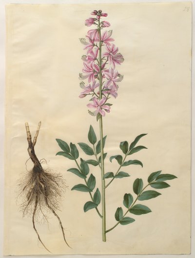 Dictamnus albus from the album Gottorfer Codex by Hans Simon Holtzbecher
