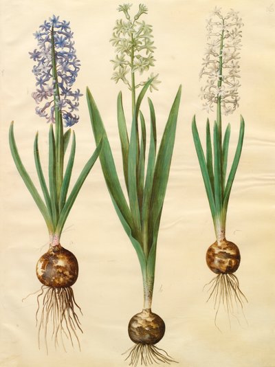 Hyacinthoides orientalis from the album Gottorfer Codex by Hans Simon Holtzbecher